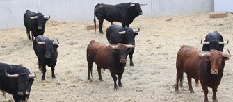 Treinta toros, ya en el Gas
