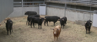 Aprobados 45 astados para los sanfermines de Pamplona