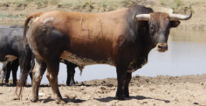 "Vagoneto", número 41 es uno de los toros que sustituye a "Ratón", nº 67 y "Mascota", nº 42 que han causado baja (Foto: José J. Diago)
