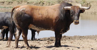 Llegan los "suplentes" de Miura