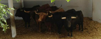 "Camarero", de Torrehandilla, pondrá el broche a los Sanfermines 2012