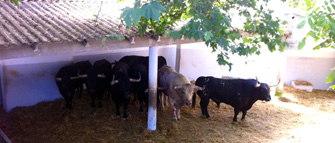 Dos Marqueses de Fuente Ymbro para esta tarde en Pamplona
