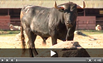 Los toros de Escolar para Dax