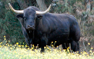La Peña La Que Faltava de Albalat cierra su cartel