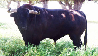 Triplete de La Campana