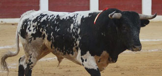 Una de cal... con los novillos de Prieto en Calasparra