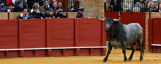 Miura, III “Ambrogino Toro” del Club Taurino de Milán