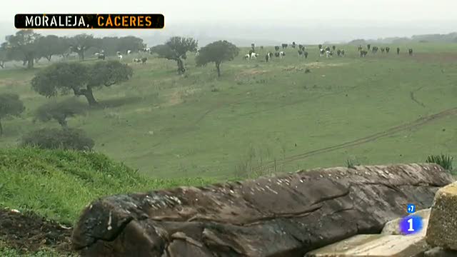 Comando Actualidad - De tal palo, tal astilla - Saga de ganaderos