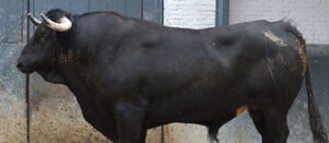 "Corretón", de 668 kilos, cerrará feria. (Foto: las-ventas.com)