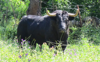 Triplete de Javier Molina
