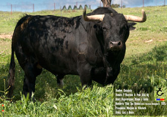 Escuchado, Toro de la Feria 2013 de Medina del Campo