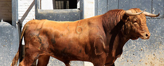 "Afanes", de Lozano Hermanos, primero de la tarde. (Foto: Paloma Aguilar / las-ventas.com)
