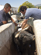 Sacacuartos padreará