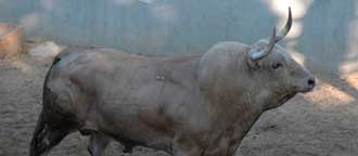 Fuente Ymbro y Miura superan el reconocimiento en Pamplona