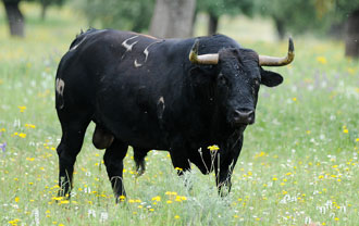 Cinco toros de Sierra Borja para Massalfasar
