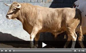 (Foto: las-ventas.com)