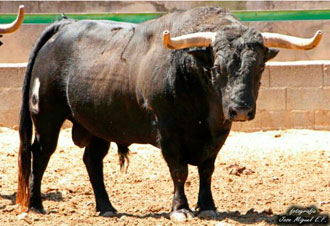 Cinco toros en Massalfasar