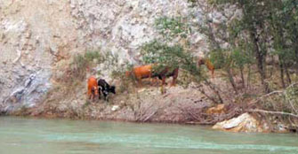 Cinco vacas y un becerro, aislados en el río Alagón