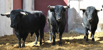 Lote de Bohórquez en Murcia