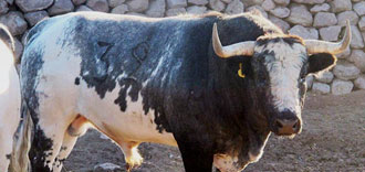 Los toros de La Estancia para El Juli, Macías y Adame