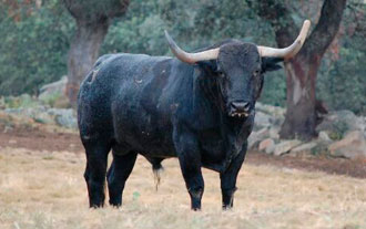 Cartel de lujo para el V aniversario de la peña Aficionats Bous Cerrils