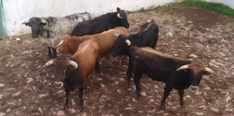 Listo el encierro del debut de El Fandi como ganadero