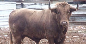 Puçol arranca su temporada el 18 de enero