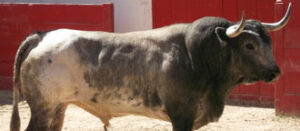 Uno de los toros de Barralva