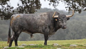 Uno de los toros de Adolfo Martín reseñados para las Fallas. (Foto: Templaíto)