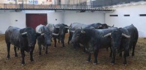 (Foto: Rullot/Torosvalencia.com)