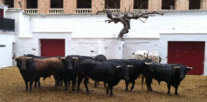 Los toros de Jandilla, en los corrales de la plaza. (Foto: Aplausos)