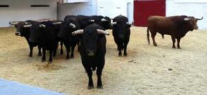 Los novillos de El Torreón, en los corrales.