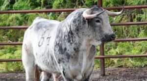 (Foto: Etienne Barbazan/Club Taurino Vicois)
