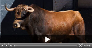 Merengue abrirá el festejo. (Foto: las-ventas.com)