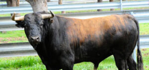 En la imagen, uno de los toros de Garcigrande. (Foto: Michel Naval)