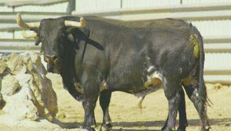 Cayetano Muñoz en Quartell