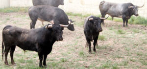 Toros de Miura en los corrales