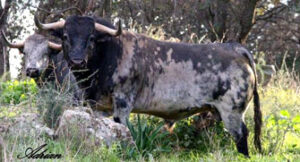 Toro de Adolfo Martín