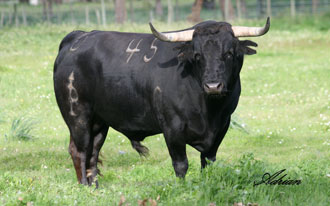 Palha desembarca en Almassora