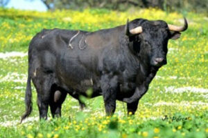 Toro de Cuadri reseñado para la corrida.
