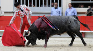 Morenito con el toro de Rehuelga al que se le pidió el indulto. (Foto: Isabelle Dupin)