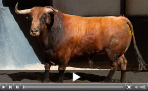 (Foto: las-ventas.com)