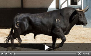 (Foto: www.las-ventas.com)