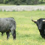 (Foto: Javier Arroyo)