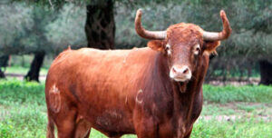 (Foto: Vigueras / www.torosvalencia.com)