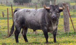 Toro de Partido de Resina.