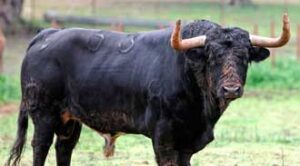 El toro 53, uno de los aprobados en Valencia.