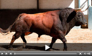 (Foto: www.las-ventas.com)