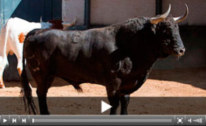 (Foto: las-ventas.com)