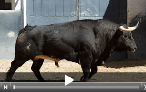 El sexto de la tarde, de Gerardo Ortega (Foto: Juan Pelegrín - las-ventas.com)